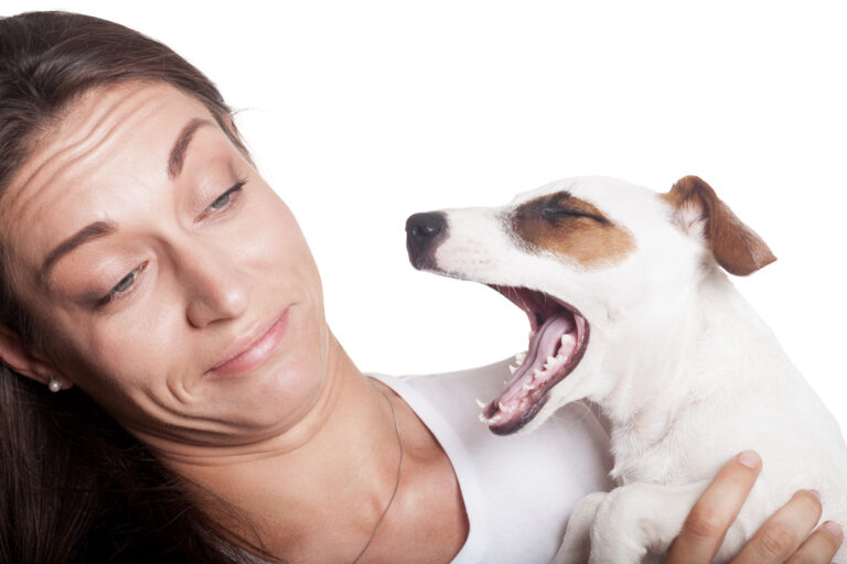 Hund riecht nach Ammoniak