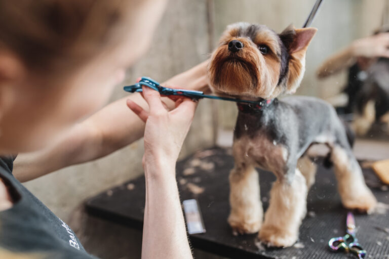 Die 5 besten Hundefriseure in Osnabrück