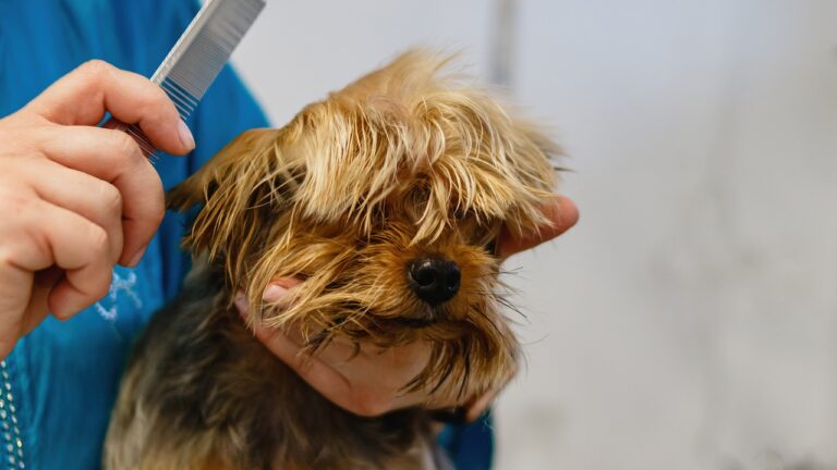 hundefriseur zwickau