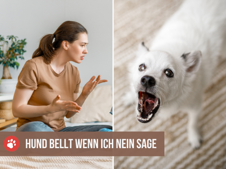 mein hund bellt mich an wenn ich nein sage