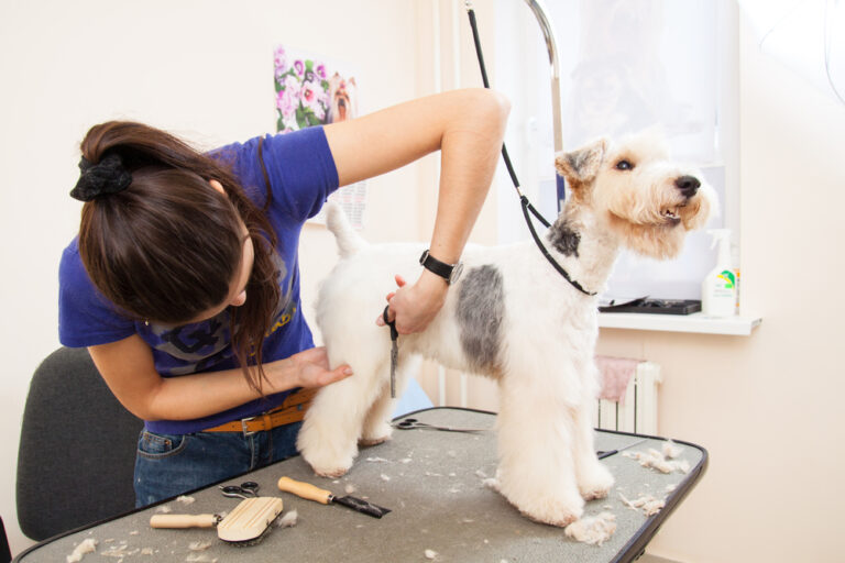 Fox Terrier im Hundefriseur Wolfsburg