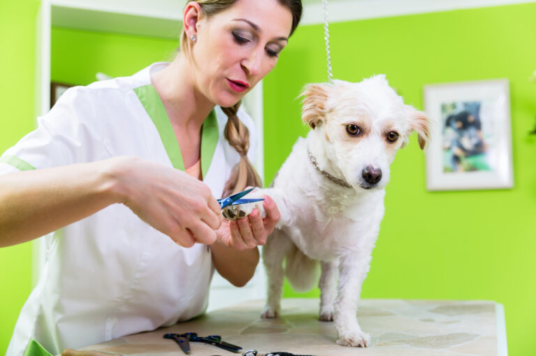 Krallen schneiden beim Hundefriseur Papenburg