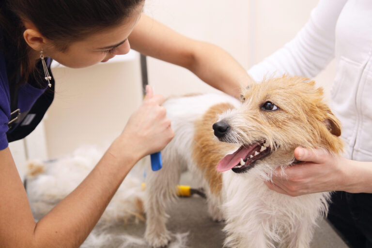 Jack Russell Terrier beim Hundefriseur Stuttgart