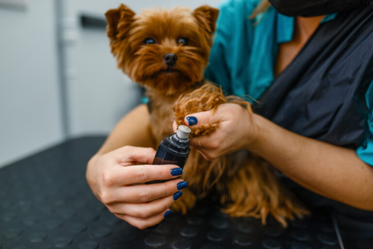 Yorkshire Terrier beim Hundefriseur Karlsruhe