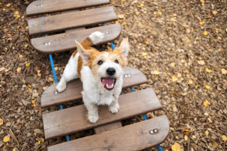 Mein Hund bellt beim spielen