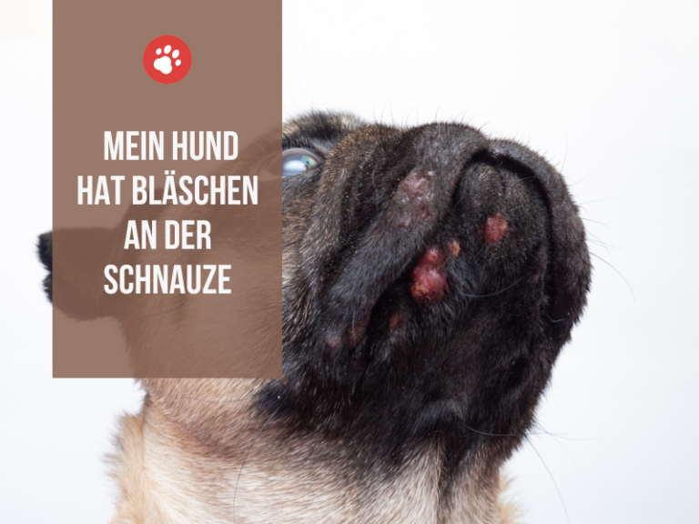 Mein Hund hat Bläschen an der Schnauze