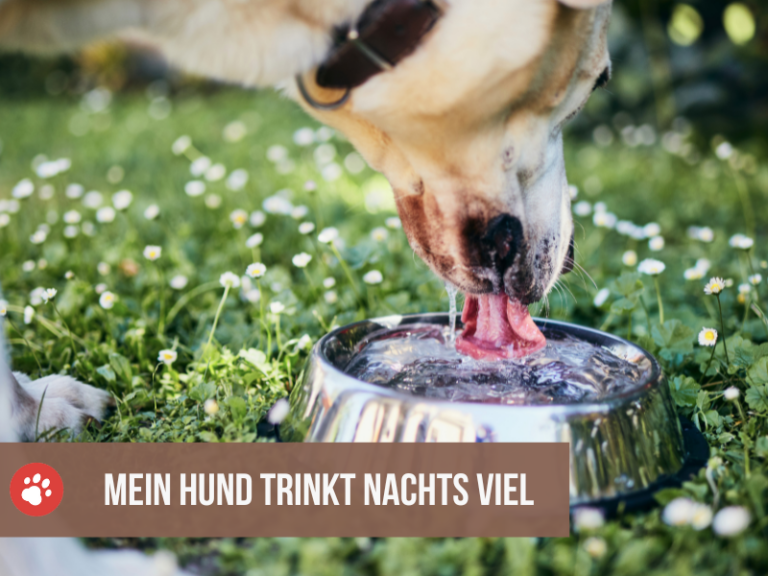 mein hund trinkt nachts viel