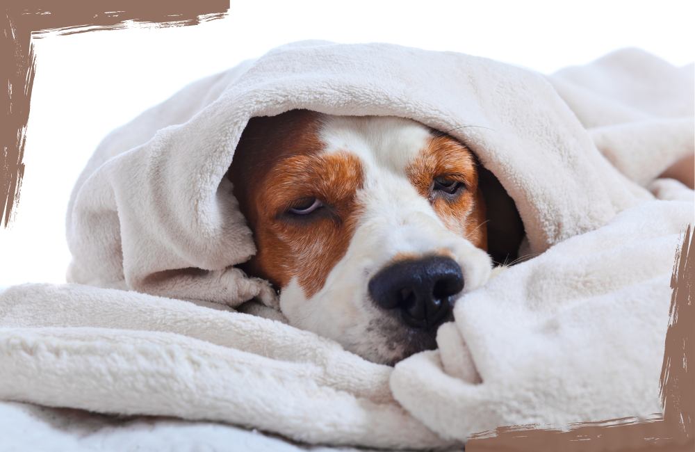 hund ist krank und unter einer decke eingekuschelt