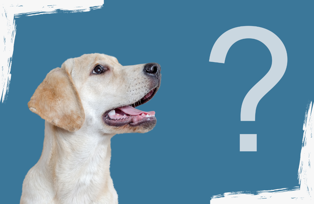 hund stellt eine frage