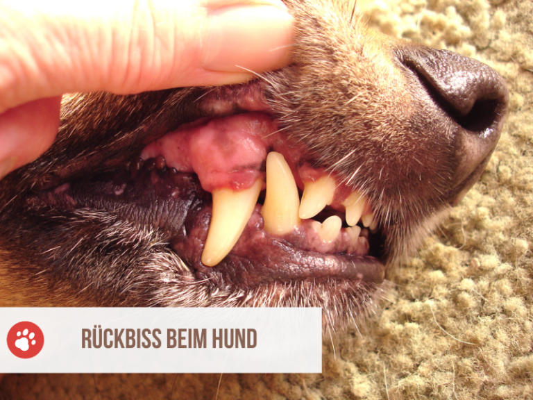 rückbiss hund