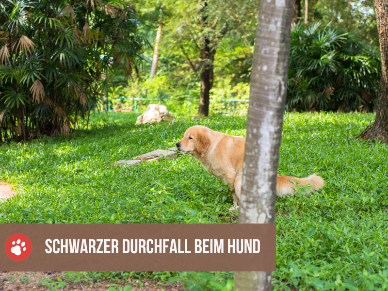 schwarzer durchfall beim hund
