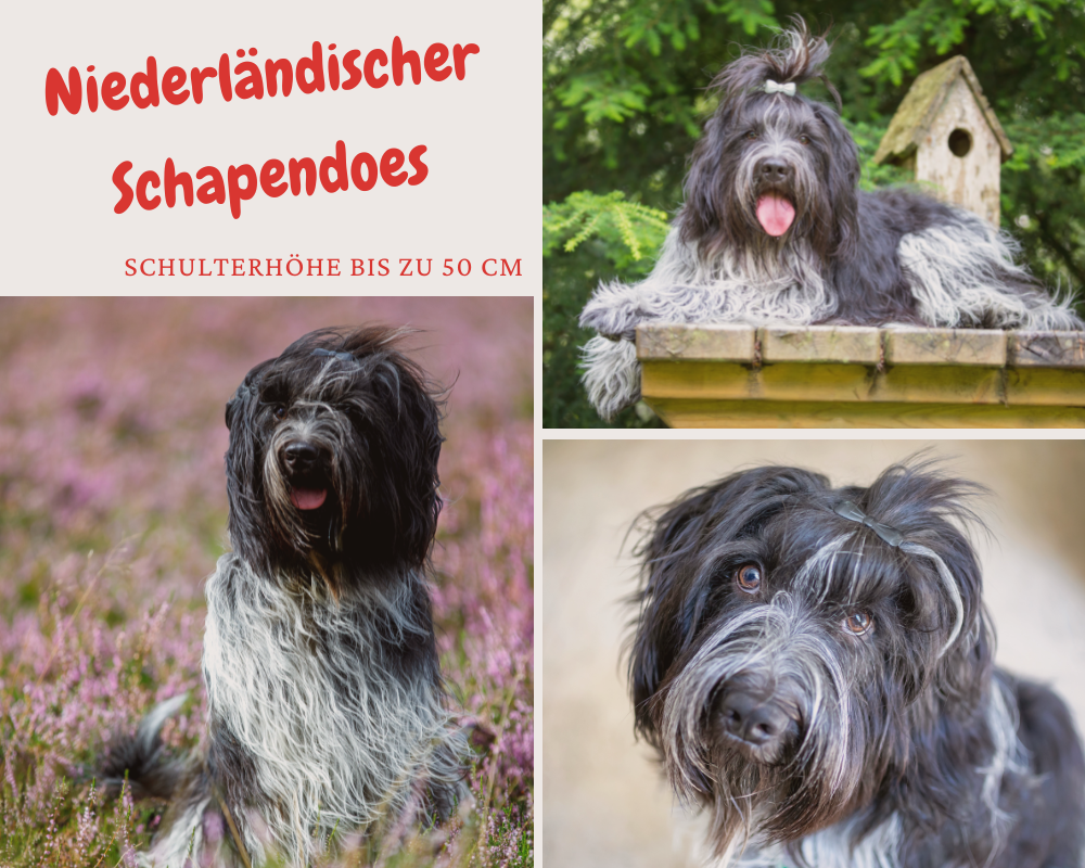 Niederländischer Schapendoes schulterhöhe bis 50 cm