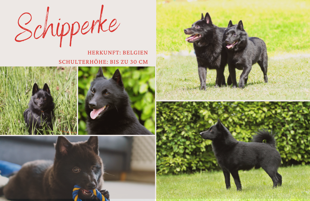 schipperke - schulterhöhe bis 30 cm