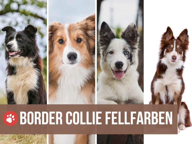border collie farben