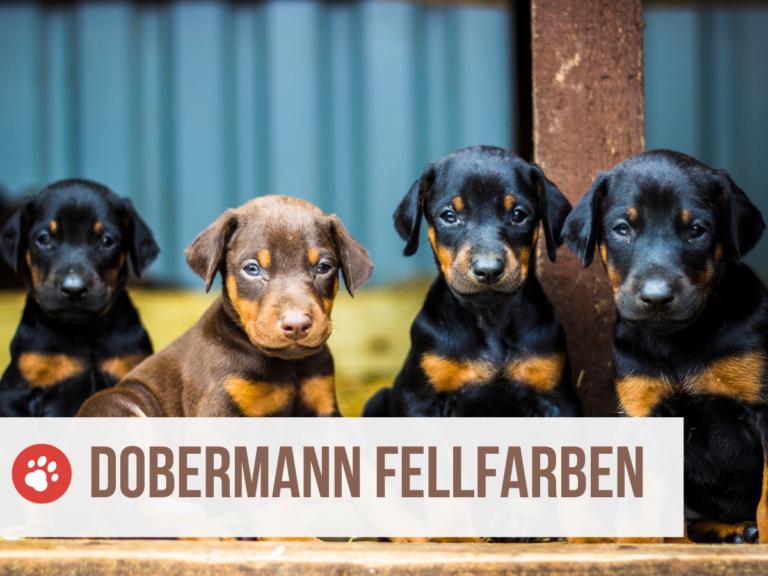 dobermann farben