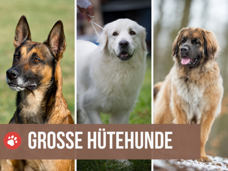große hütehunde