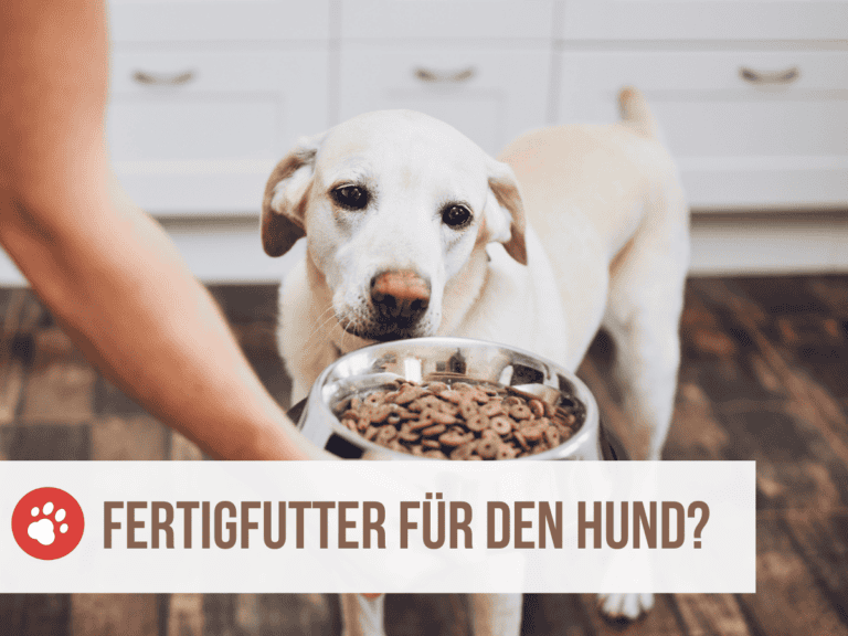 fertigfutter hund