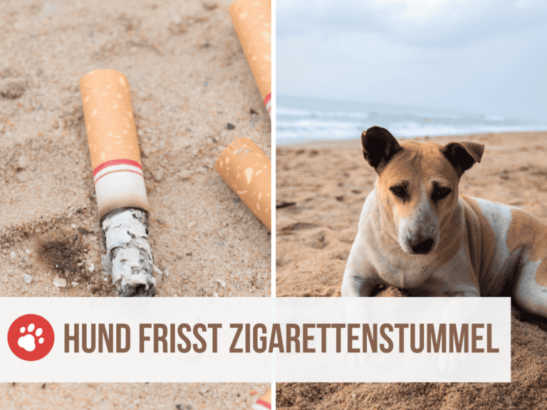 hund frisst zigarettenstummel