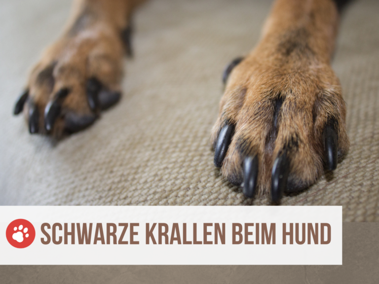 schwarze kralle hund
