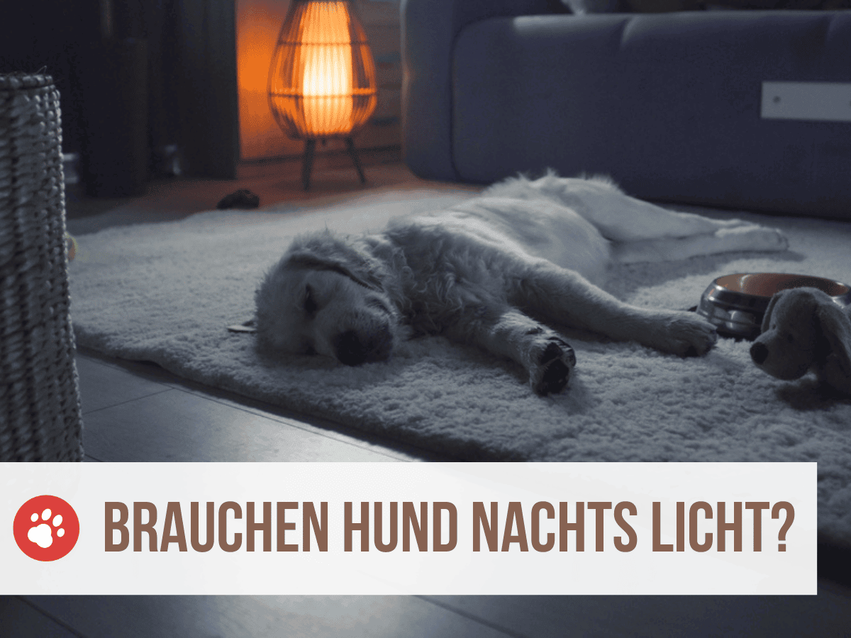 brauchen hunde nachts licht