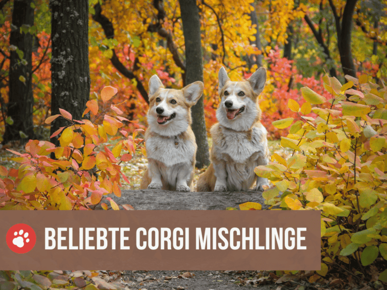 corgi mix mischling rassen