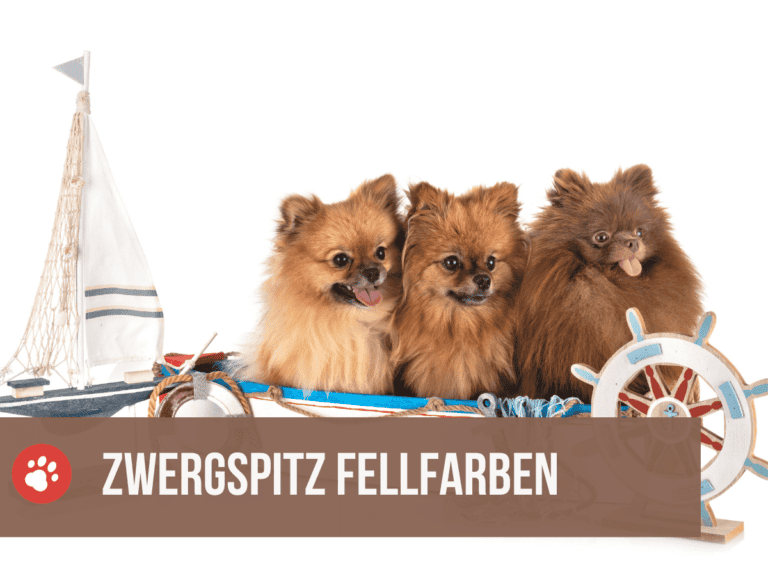 zwergspitz farben - pomeraner farben