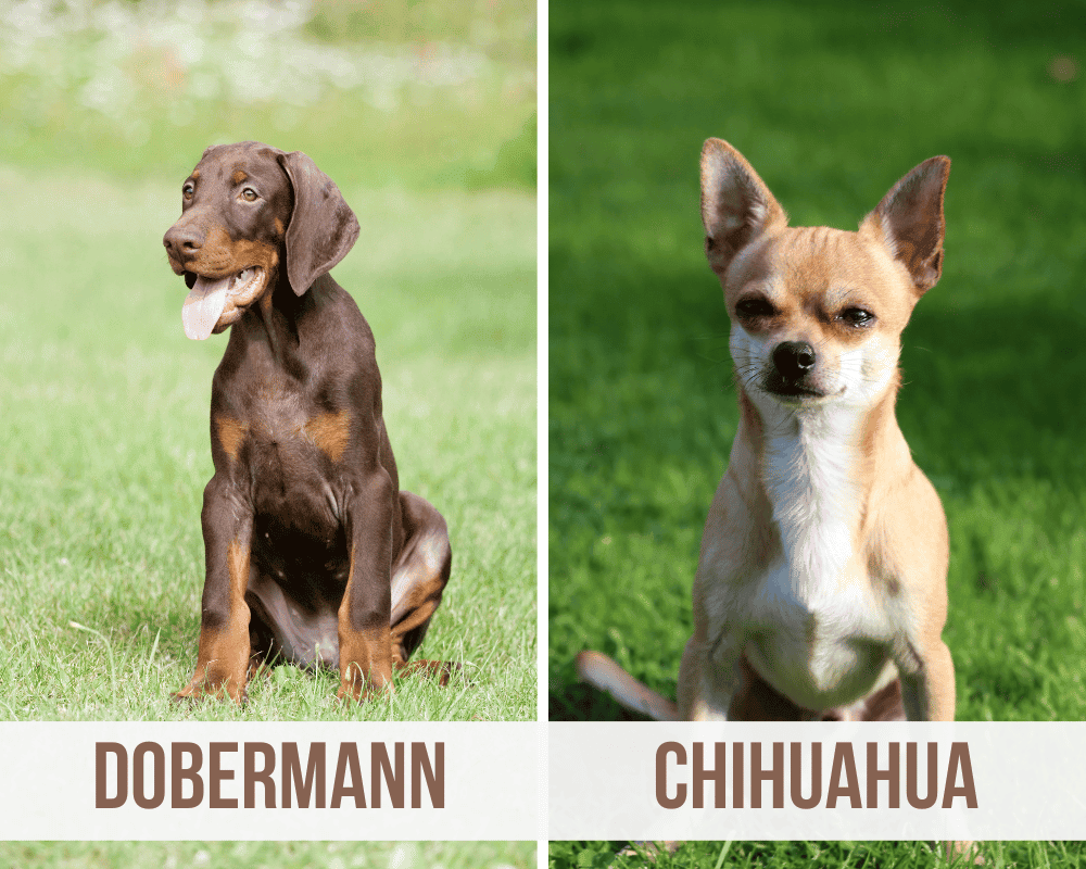 dobermann chihuahua mix