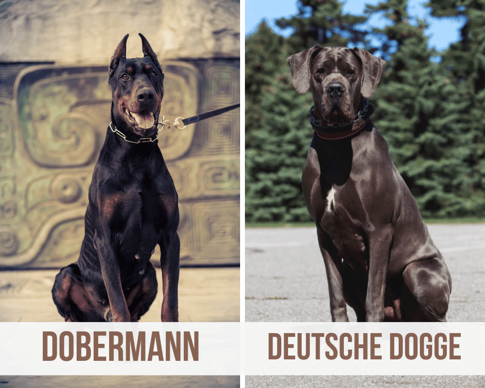 dobermann dogge mix