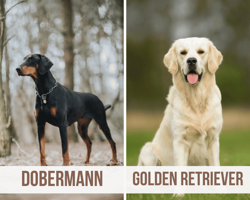 dobermann golden retriever mix