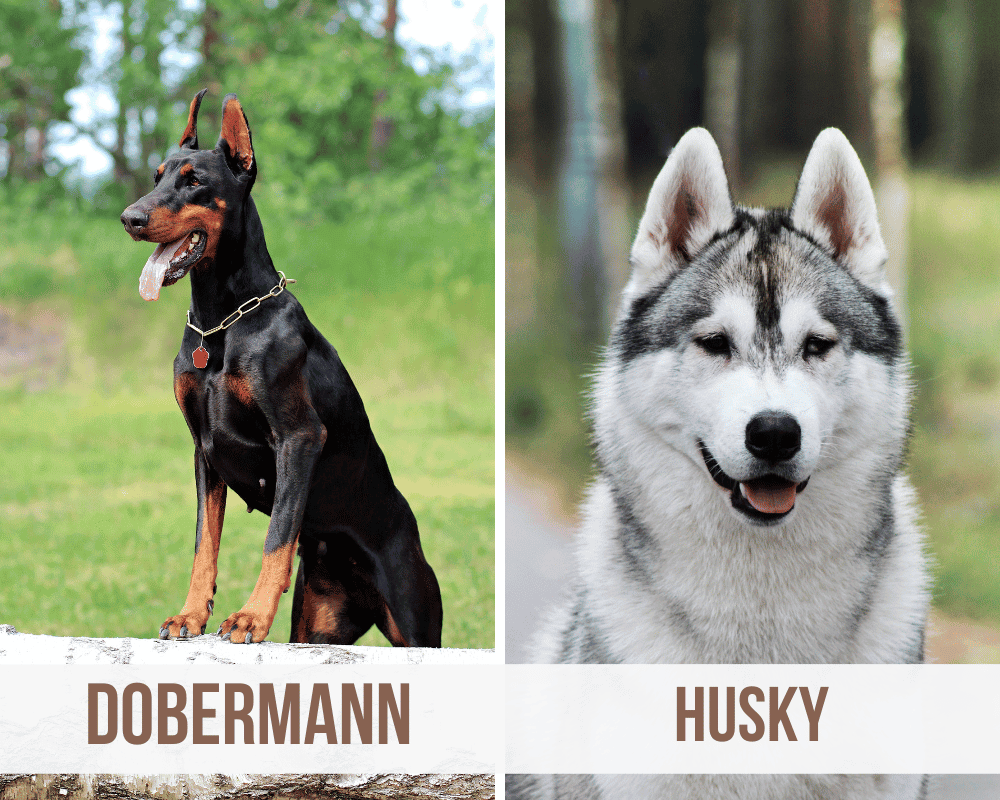 dobermann husky mix
