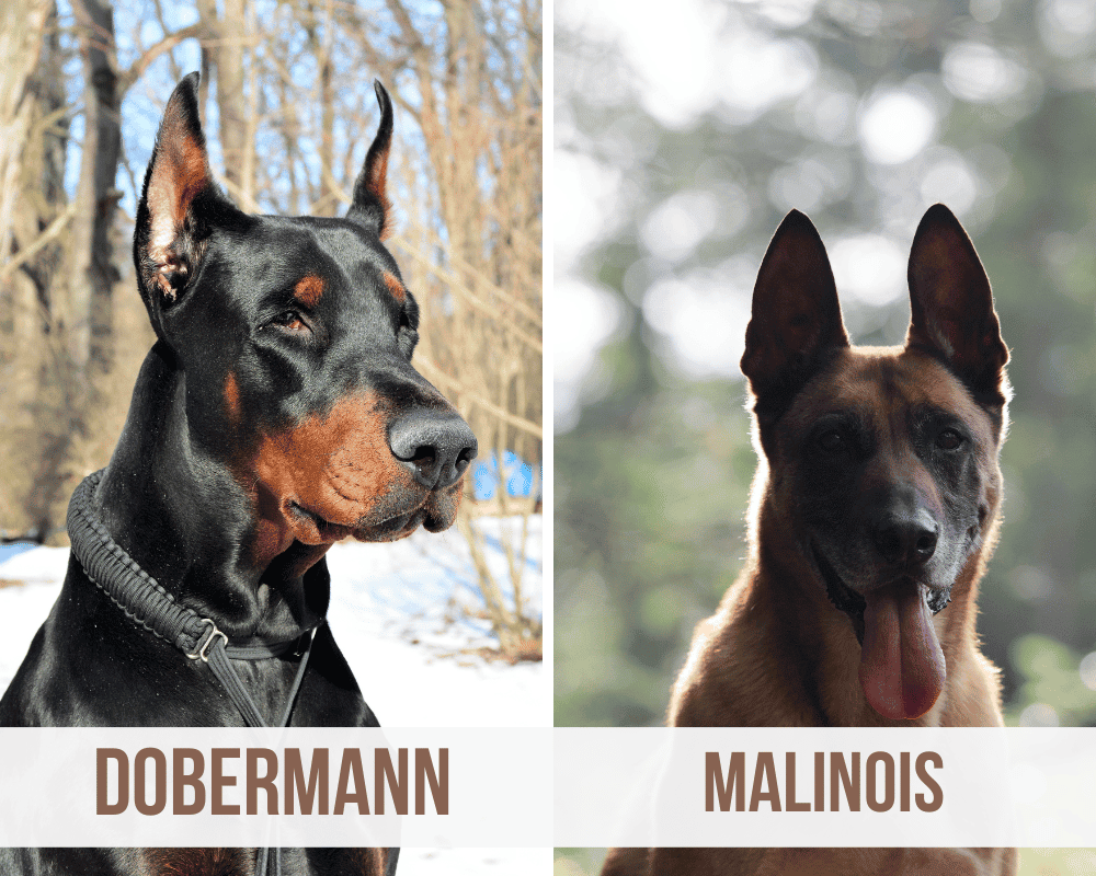 dobermann malinois mix