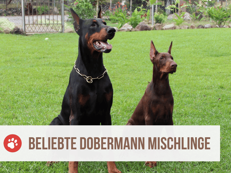 dobermann mischling - dobermann mix