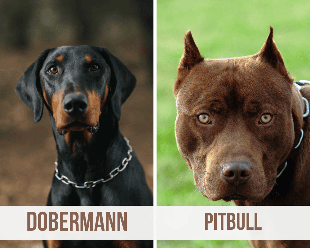 dobermann pitbull mix