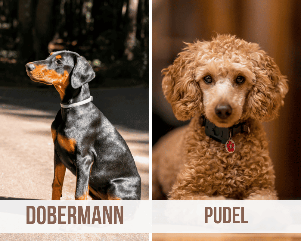dobermann pudel mix