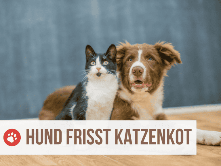 hund frisst katzenkot