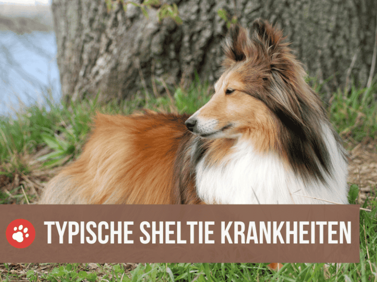 rassetypische sheltie kankheiten