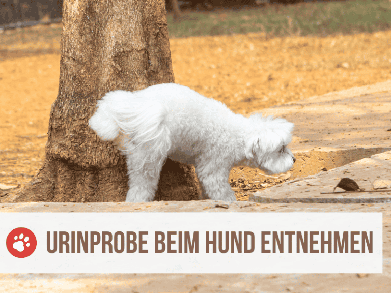 urinprobe hund