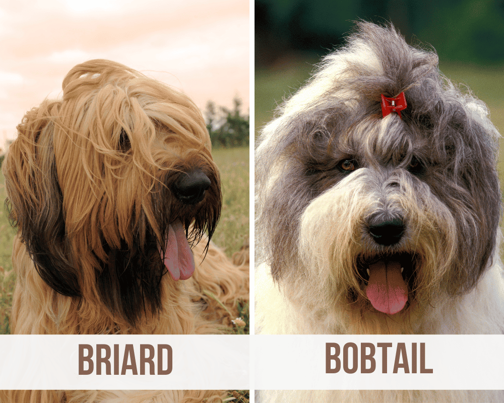 briard bobtail mix