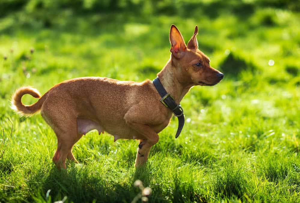 zwergpinscher rot