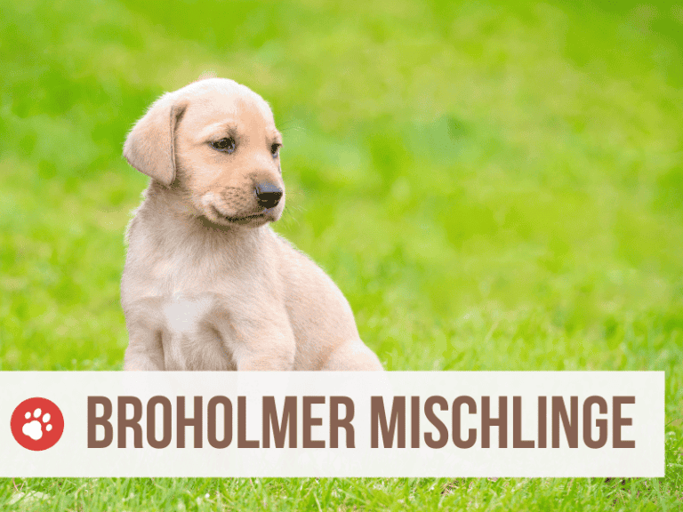 broholmer mix mischling