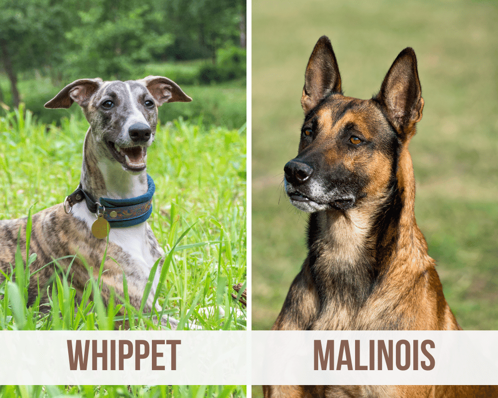 whippet malinois mix