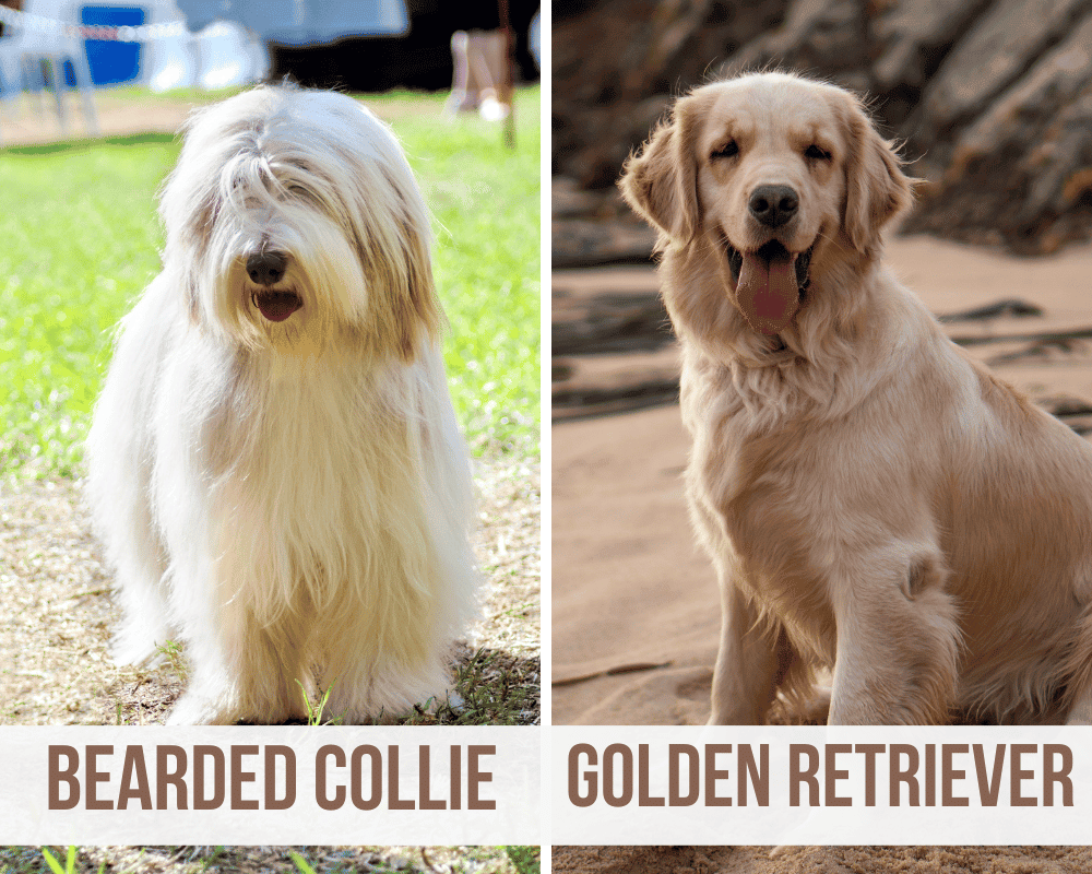 bearded collie golden retriever mix