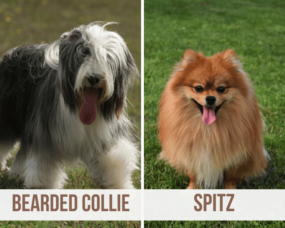 bearded collie spitz mix