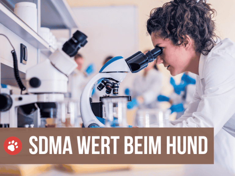 sdma wert beim hund