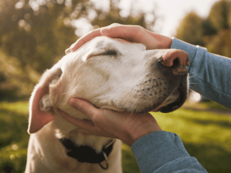 alterstaubheit beim hund