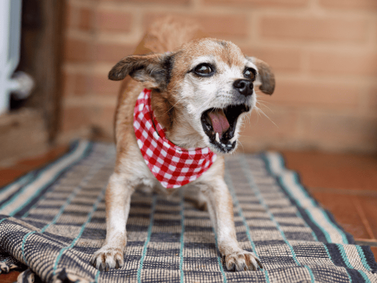 hund das bellen abgewöhnen