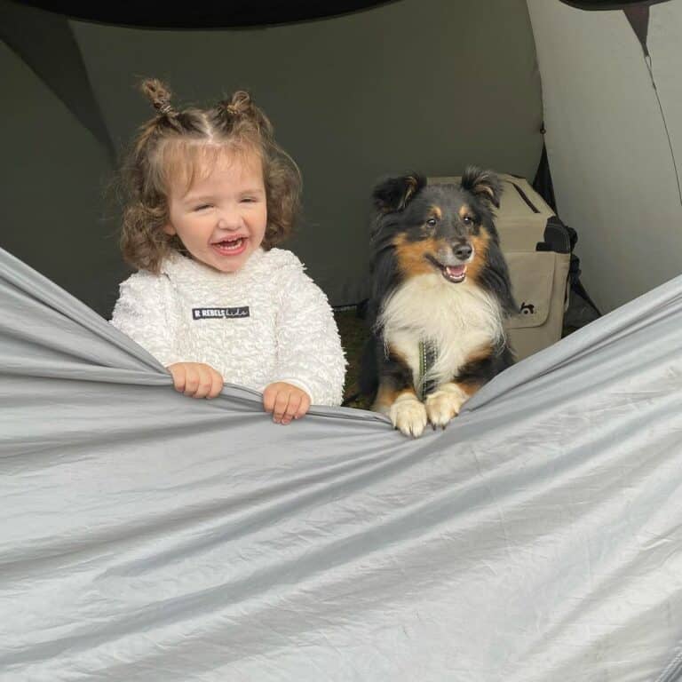 sheltie und mädchen sind betse freunde