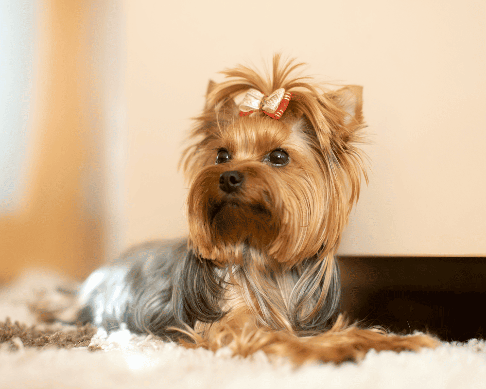 yorkshire terrier