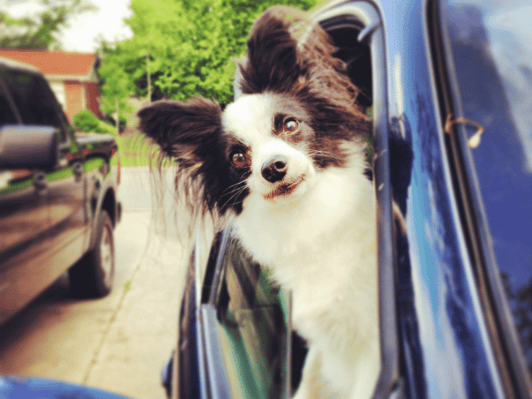 bist du bereit für einen hund