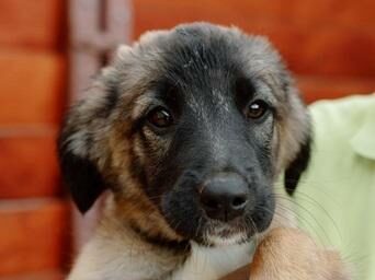 Pixie (4 Monate) aus Rumänien sucht dringend ein Zuhause